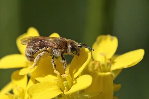 Seladonia subaurata